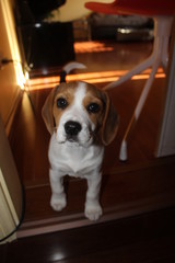 Beagle puppy looking up