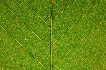 Fall Leaves close up