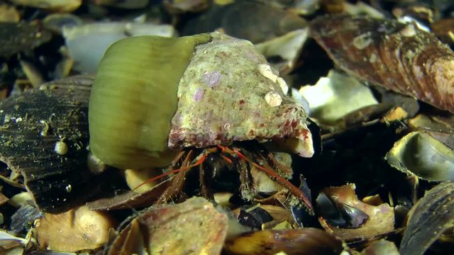 Hermit crab (Clibanarius erythropus) with efforts drags conch, which settled by sea anemone.

