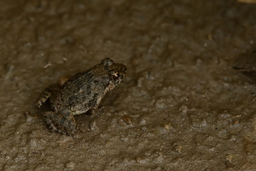 土の上のカエル
