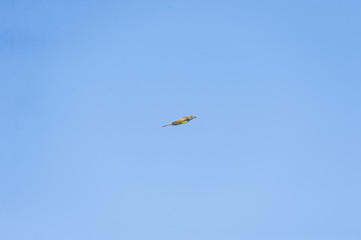 Great Crested Flycatcher in flight