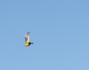 Baltimore Oriole eye contact