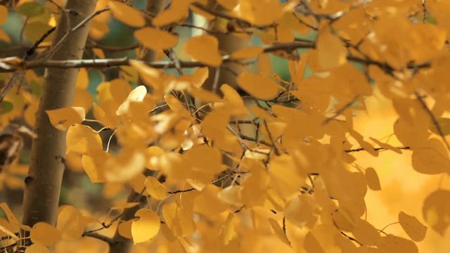 Close up of aspens gold leaves in the Autumn