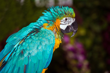 Green exotic ara parrot closeup view © prescott09