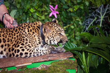 Fototapeta na wymiar Pet leopard in a collar lying in jungle