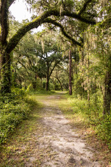Fototapeta premium A path through the trees