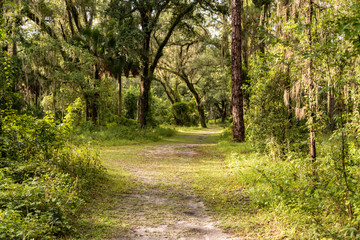 Fototapeta premium A road less traveled