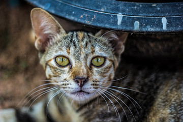 cat in the bag