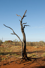 Burnt Tree - Outback Australia