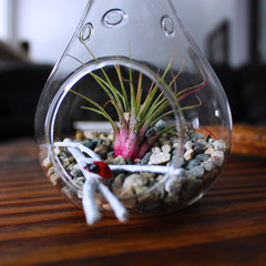 Airplant