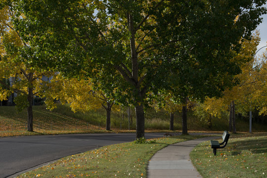 The Bench