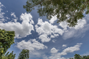 Beautiful sky with tree branch