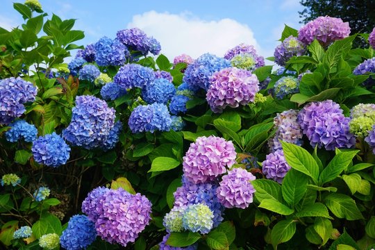 Fototapeta Purple, blue and pink heads of hydrangea flowers