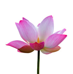 Fototapeta na wymiar Lotus flower plant isolated on white, Clipping path