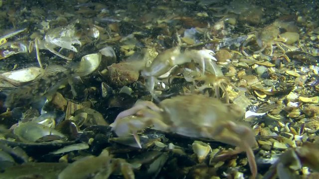 Mass struggle of Swimming crab, in a fight involving several crabs.

