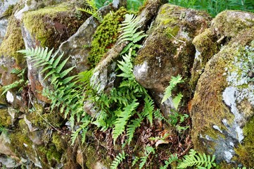 Stone wall with moss and fern in the English countryside