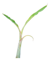 banana tree isolated on white background
