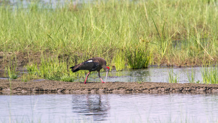 Black ibis in Bardia national park, Nepal