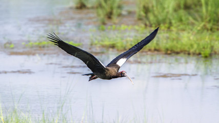 Black ibis in Bardia national park, Nepal