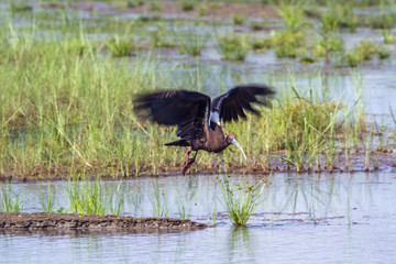 Black ibis in Bardia national park, Nepal