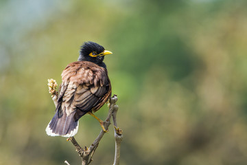 Common mynah in Bardia national park, Nepal