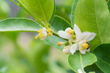 Flower of lemon tree branch