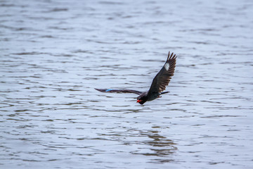 Dollarbird in Bardia national park, Nepal