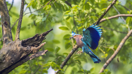 Indian roller in Bardia national park, Nepal