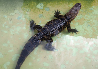 baby alligator