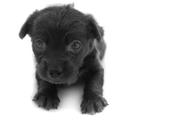 Close up baby dirty dog black color on white background, selecti