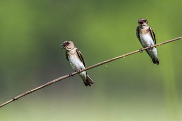 Plain martin in Bardia national park, Nepal