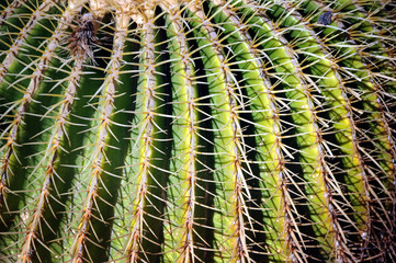 Họ Xương rồng Cactaceae Kaktusowate Кактусовые Cactus صبار Kakteengewächse Kaktusovité Kaktusi 仙人掌 Kaktusväxter Opunciovité Kaktuszfélék צבריים