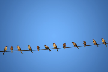 group of birds on a power  line concept of risk