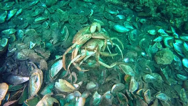 The territorial conflict between two Green crab (Carcinus maenas).
