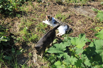 ２ネコ(素通り)