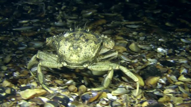 Big Green crab (Carcinus maenas) walking along bottom, then it stops.

