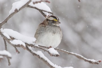 White-throated Sparrow (zonotrichia albicollis) in Snow