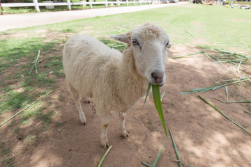 Sheep eating grass on meadow