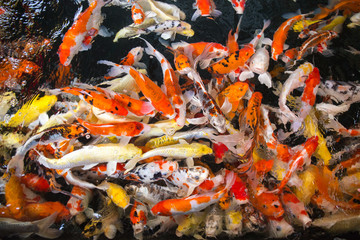 group of colorful young koi fish in clear water aquarium