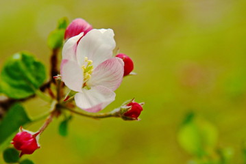 Apple blossom with buds, green background