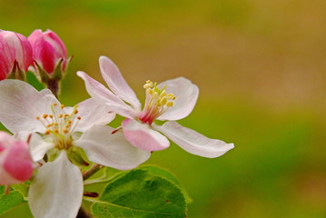 Apple blossoms