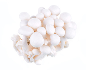 shimeji white mushrooms on white background.