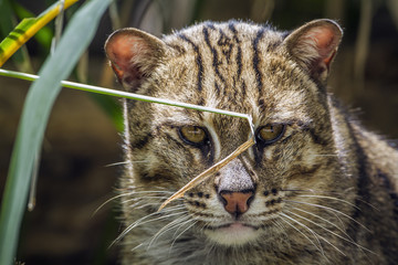 Fishing cat in Chiang Mai Zoo, Thailand