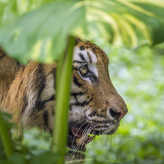 Bengal tiger in Chiang Mai zoo, Thailand