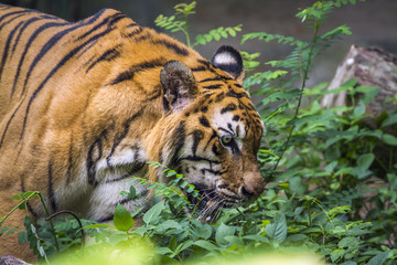 Bengal tiger in Chiang Mai zoo, Thailand