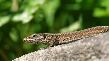 Common lizard sunbathing on a granite rock against blurred green leaves