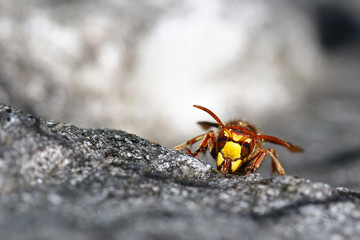 Bee killer hornet head on macro portrait