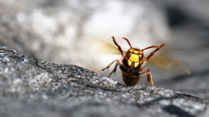 The hornets score! Bee killer hornet with front legs up in aggressive posture macro portrait