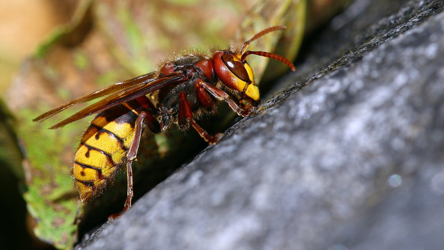 Bee Killer Hornet Macro Portrait