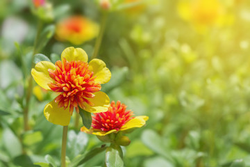 Sunset with flower. Soft Focus